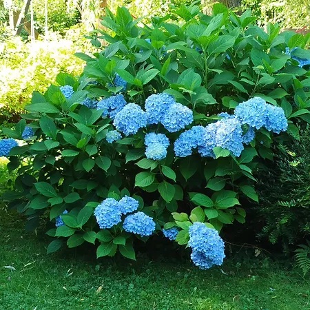 شقة I Lunaria كارباش